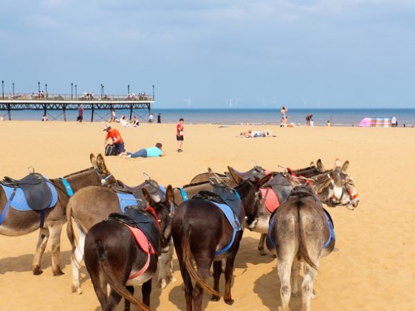 Skegness, England - JULY 30, 2014: Donkeys rest awaiting giving their next ride to children at Skegness, England. 30TH July 2014.