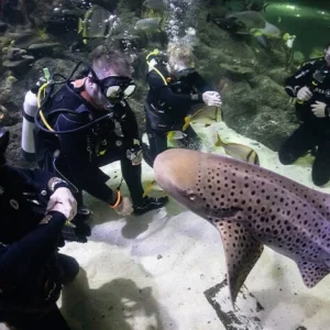 dive-experiences-780x470-cc (1)