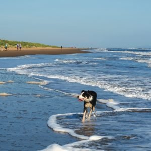 Border collie dog paddling amongst shallow waves on Mablethorpe beach, Lincolnshire, England